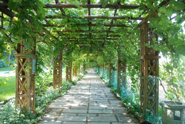 Trellis Maintenance