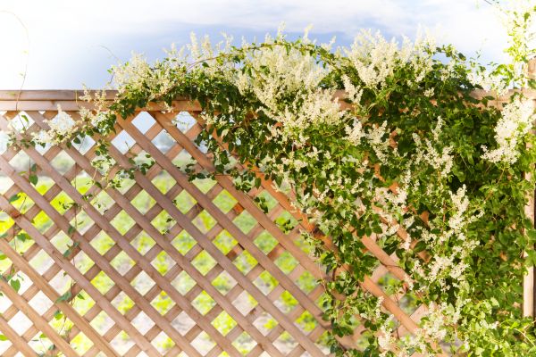 Lattice Trellis Repair
