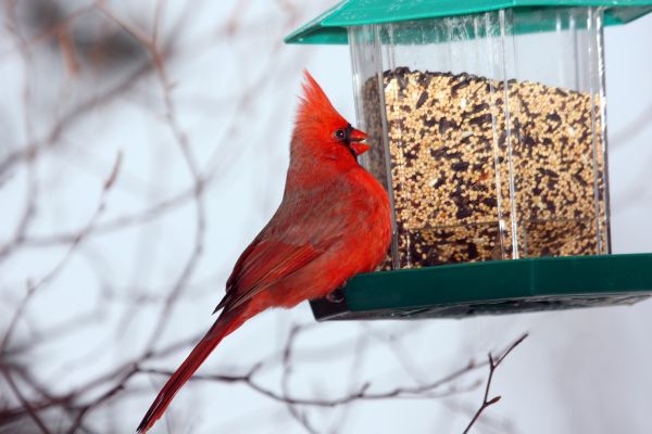 Bird Feeder Hanging in Kenner